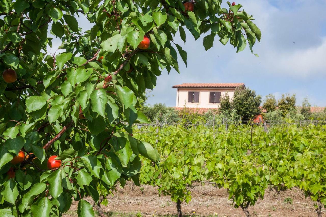 Agriturismo Casale Sasso Guest House Cerveteri Luaran gambar